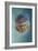 Jellyfish Phylorhiza Punctata-Yaron Halevy-Framed Giclee Print