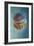 Jellyfish Phylorhiza Punctata-Yaron Halevy-Framed Giclee Print