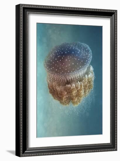 Jellyfish Phylorhiza Punctata-Yaron Halevy-Framed Giclee Print