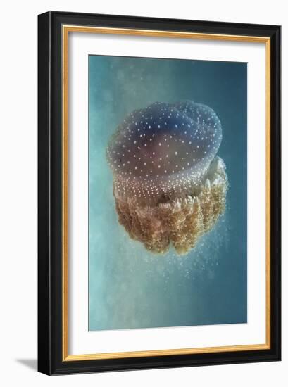 Jellyfish Phylorhiza Punctata-Yaron Halevy-Framed Giclee Print