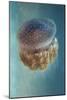 Jellyfish Phylorhiza Punctata-Yaron Halevy-Mounted Giclee Print