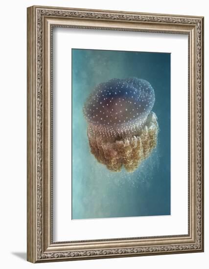 Jellyfish - Phylorhiza Punctata-Yaron Halevy-Framed Photographic Print