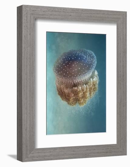 Jellyfish - Phylorhiza Punctata-Yaron Halevy-Framed Photographic Print