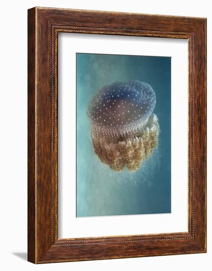 Jellyfish - Phylorhiza Punctata-Yaron Halevy-Framed Photographic Print