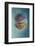 Jellyfish - Phylorhiza Punctata-Yaron Halevy-Framed Photographic Print