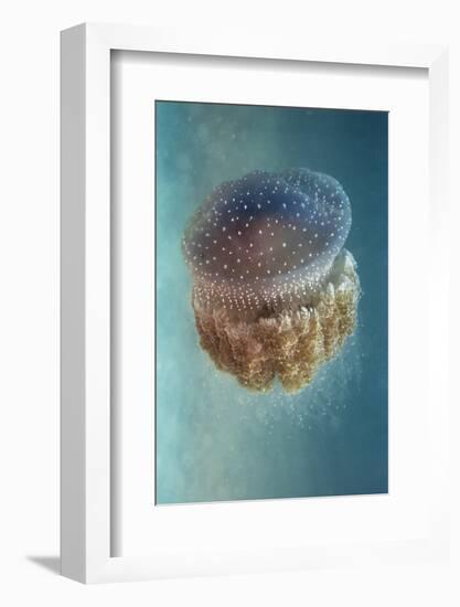 Jellyfish - Phylorhiza Punctata-Yaron Halevy-Framed Photographic Print