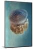 Jellyfish - Phylorhiza Punctata-Yaron Halevy-Mounted Photographic Print