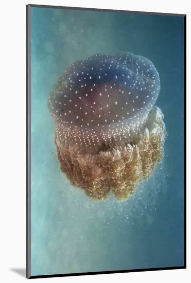 Jellyfish - Phylorhiza Punctata-Yaron Halevy-Mounted Photographic Print