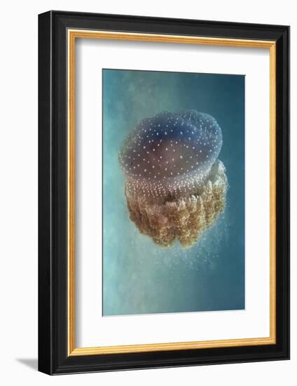 Jellyfish - Phylorhiza Punctata-Yaron Halevy-Framed Photographic Print