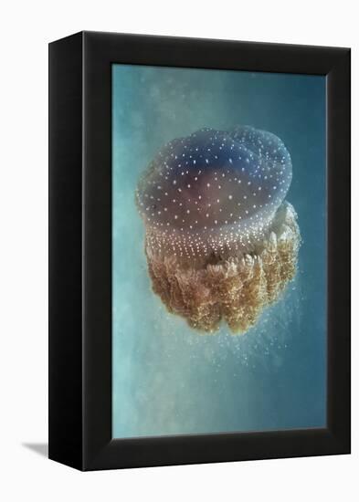 Jellyfish - Phylorhiza Punctata-Yaron Halevy-Framed Premier Image Canvas