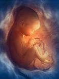 Human Foetus Sucking Its Thumb, Artwork-Jellyfish Pictures-Mounted Photographic Print