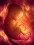 Human Foetus In the Womb, Artwork-Jellyfish Pictures-Mounted Photographic Print