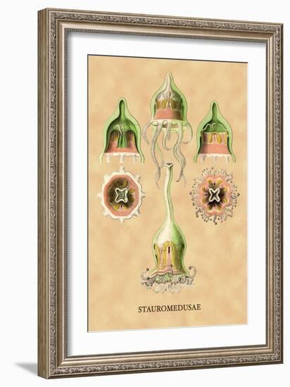 Jellyfish: Stauromedusae-Ernst Haeckel-Framed Art Print