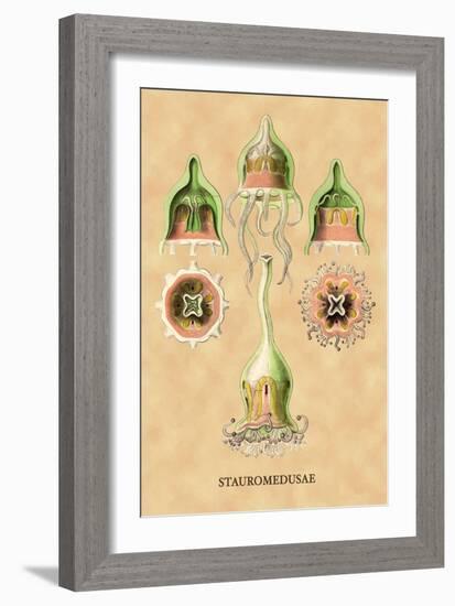 Jellyfish: Stauromedusae-Ernst Haeckel-Framed Art Print