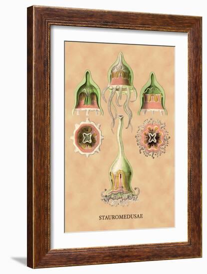 Jellyfish: Stauromedusae-Ernst Haeckel-Framed Art Print