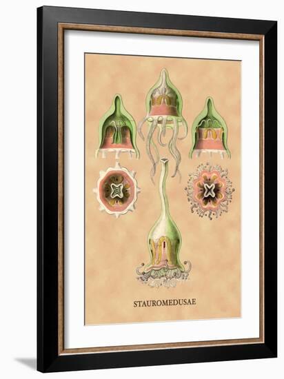 Jellyfish: Stauromedusae-Ernst Haeckel-Framed Art Print