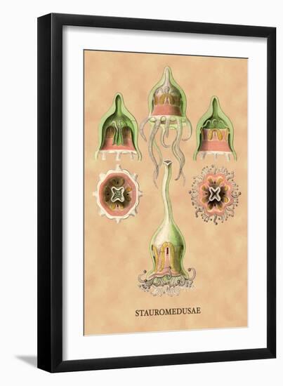 Jellyfish: Stauromedusae-Ernst Haeckel-Framed Art Print