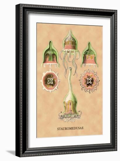 Jellyfish: Stauromedusae-Ernst Haeckel-Framed Art Print