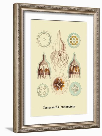 Jellyfish: Tesserantha Connectens-Ernst Haeckel-Framed Art Print