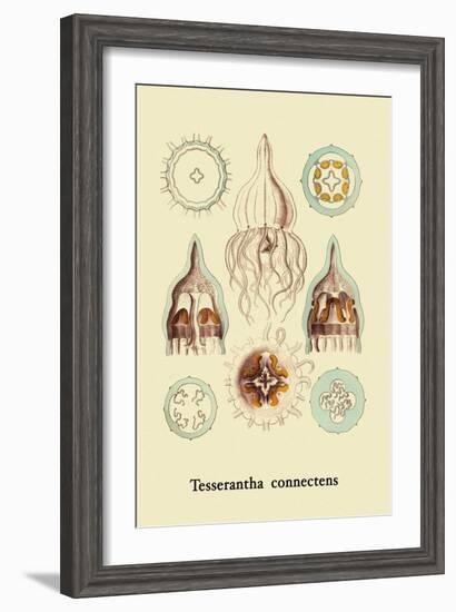 Jellyfish: Tesserantha Connectens-Ernst Haeckel-Framed Art Print