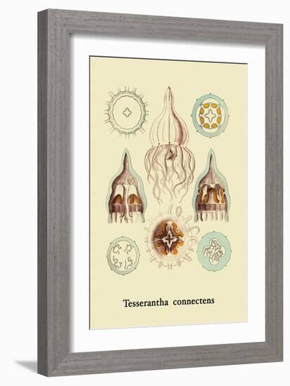 Jellyfish: Tesserantha Connectens-Ernst Haeckel-Framed Art Print