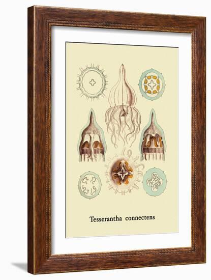 Jellyfish: Tesserantha Connectens-Ernst Haeckel-Framed Art Print