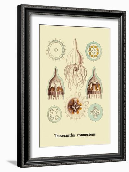 Jellyfish: Tesserantha Connectens-Ernst Haeckel-Framed Art Print