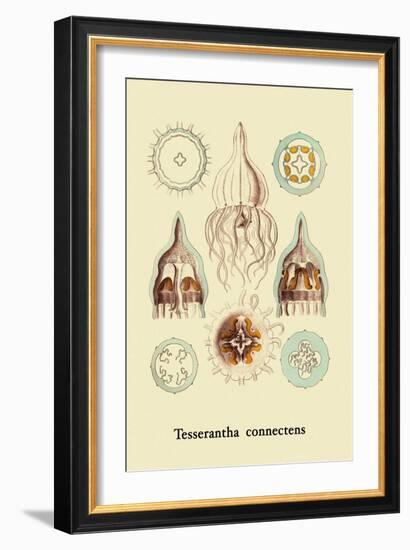 Jellyfish: Tesserantha Connectens-Ernst Haeckel-Framed Art Print