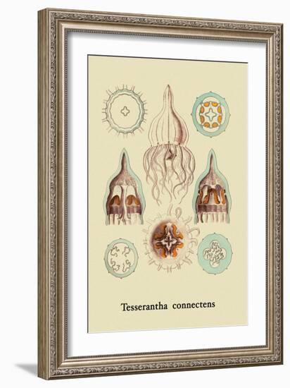 Jellyfish: Tesserantha Connectens-Ernst Haeckel-Framed Art Print