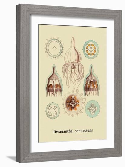 Jellyfish: Tesserantha Connectens-Ernst Haeckel-Framed Art Print