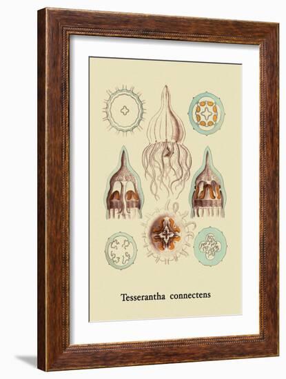 Jellyfish: Tesserantha Connectens-Ernst Haeckel-Framed Art Print