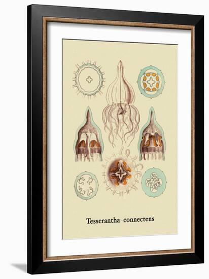 Jellyfish: Tesserantha Connectens-Ernst Haeckel-Framed Art Print