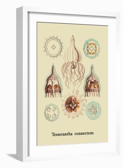 Jellyfish: Tesserantha Connectens-Ernst Haeckel-Framed Art Print