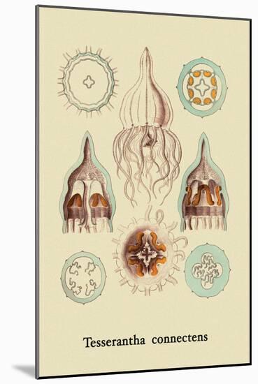 Jellyfish: Tesserantha Connectens-Ernst Haeckel-Mounted Art Print