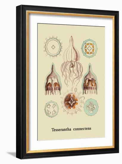 Jellyfish: Tesserantha Connectens-Ernst Haeckel-Framed Art Print