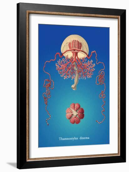 Jellyfish: Thamnostylus Dinema-Ernst Haeckel-Framed Art Print
