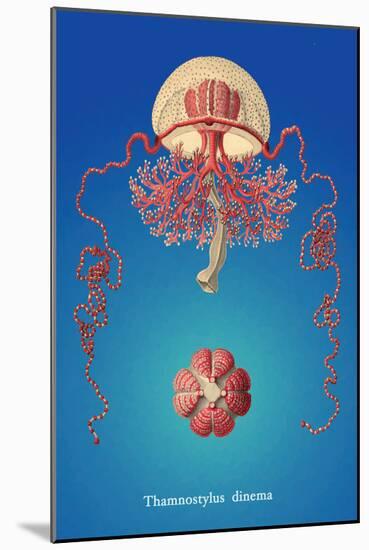 Jellyfish: Thamnostylus Dinema-Ernst Haeckel-Mounted Art Print