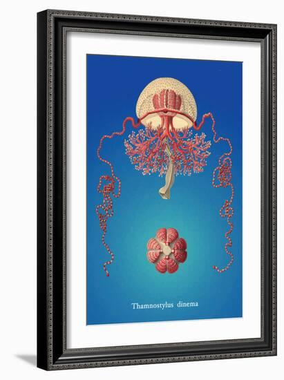 Jellyfish: Thamnostylus Dinema-Ernst Haeckel-Framed Art Print