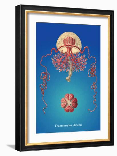 Jellyfish: Thamnostylus Dinema-Ernst Haeckel-Framed Art Print