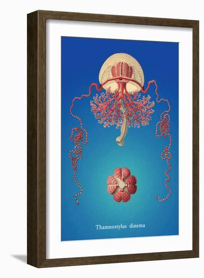 Jellyfish: Thamnostylus Dinema-Ernst Haeckel-Framed Art Print