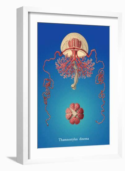 Jellyfish: Thamnostylus Dinema-Ernst Haeckel-Framed Art Print