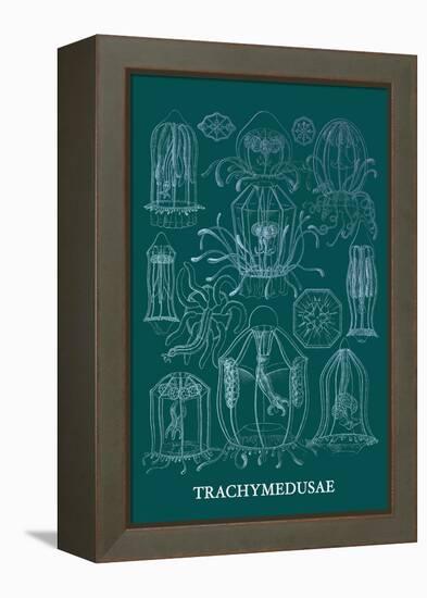 Jellyfish: Trachymedusae-Ernst Haeckel-Framed Stretched Canvas