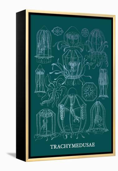 Jellyfish: Trachymedusae-Ernst Haeckel-Framed Stretched Canvas