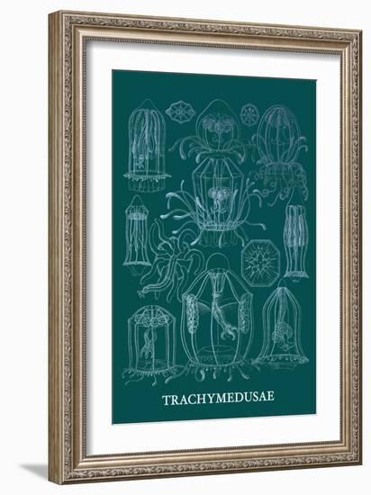 Jellyfish: Trachymedusae-Ernst Haeckel-Framed Art Print