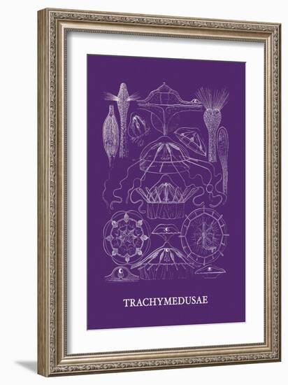 Jellyfish: Trachymedusae-Ernst Haeckel-Framed Art Print