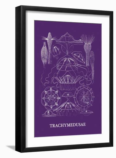 Jellyfish: Trachymedusae-Ernst Haeckel-Framed Art Print