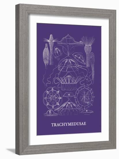 Jellyfish: Trachymedusae-Ernst Haeckel-Framed Art Print