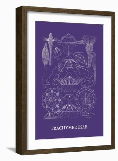 Jellyfish: Trachymedusae-Ernst Haeckel-Framed Art Print