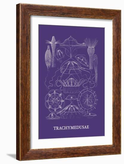 Jellyfish: Trachymedusae-Ernst Haeckel-Framed Art Print