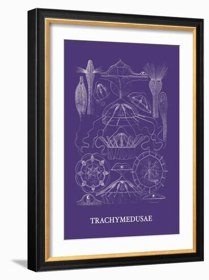 Jellyfish: Trachymedusae-Ernst Haeckel-Framed Art Print